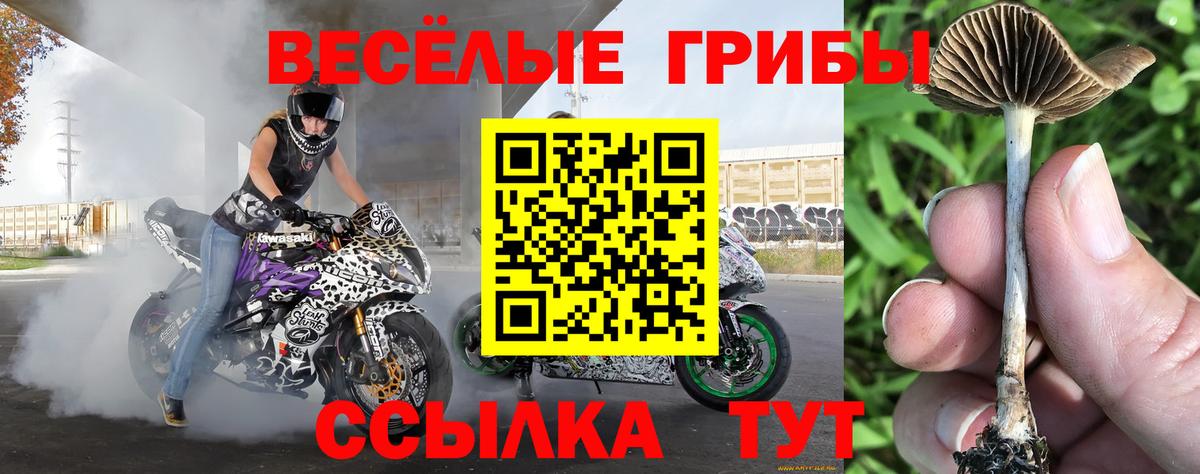 даркнет сайт  Вход с VPN  Псилоцибиновые грибы GOLDEN TEACHER  Красногорск  Псилоцибиновые грибы Psilocybine cubensis 